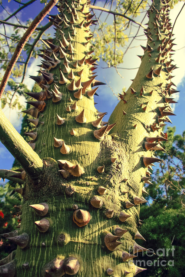 Tree Photograph - Bombacaceae - Floss Silk Tree - Chorisia speciosa Hawaii by Sharon Mau