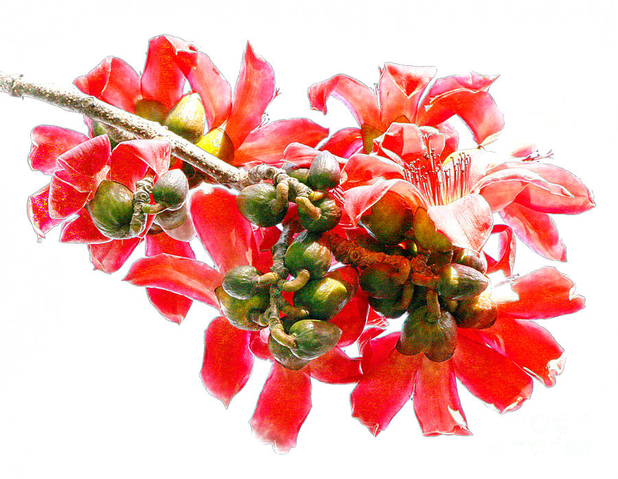 Bombax Tree Flowers Digital Art by Mariarosa Rockefeller