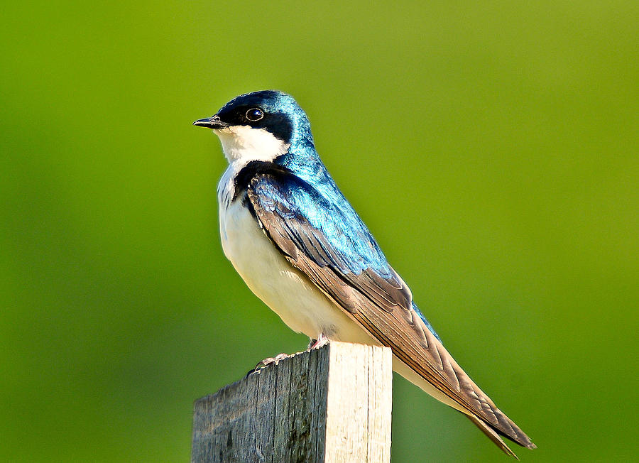 Bombay Hook Swallow Photograph by Melinda Dreyer