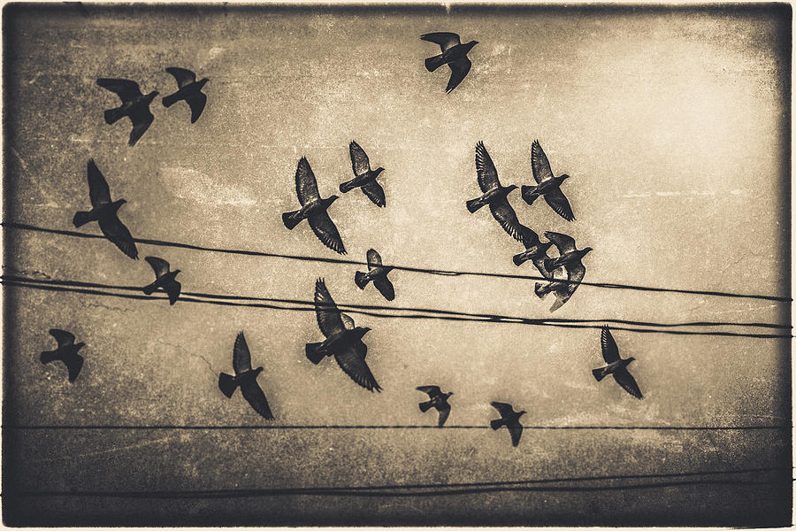 Bird Photograph - Bombers by Mihai Ilie