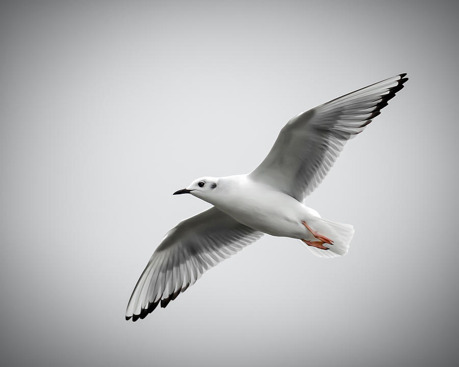 Bonaparte Gull Photograph by James Barber