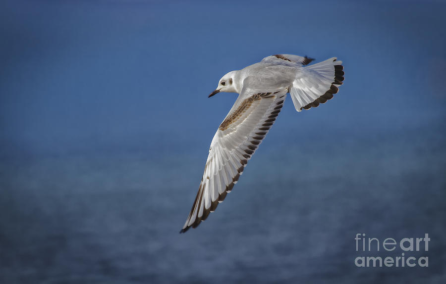Bonapartes Gull Photograph by Mitch Shindelbower