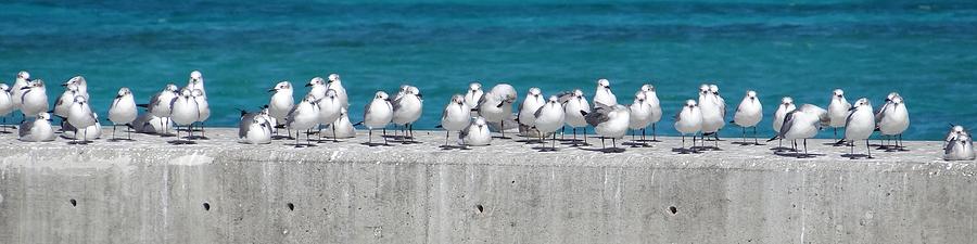 Bonapartes Gulls Photograph by Keith Stokes