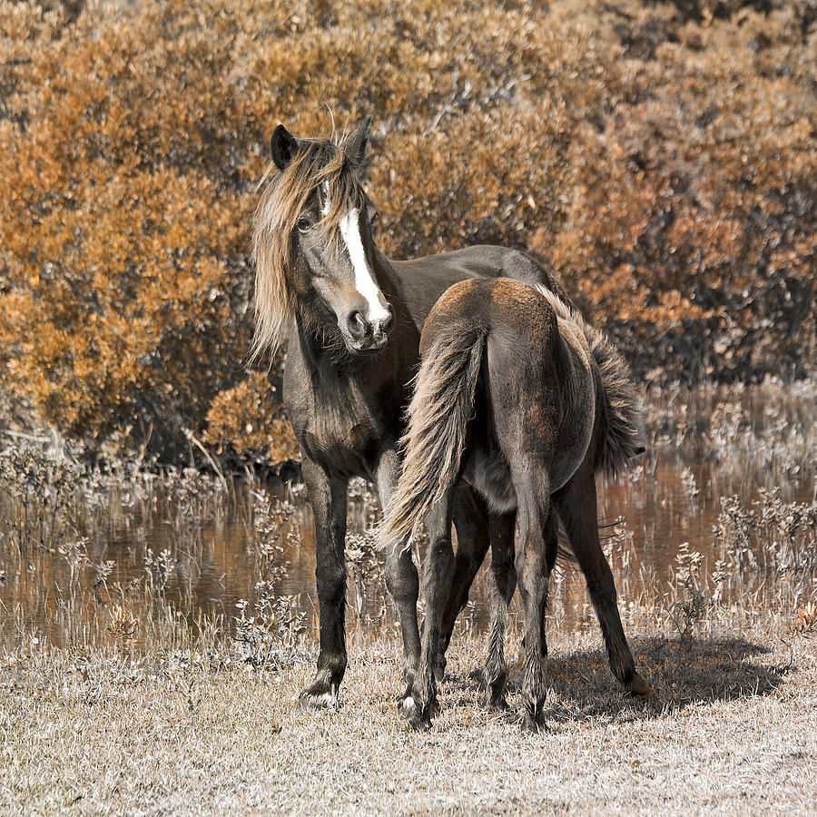 Horse Photograph - Bond by Betsy Knapp