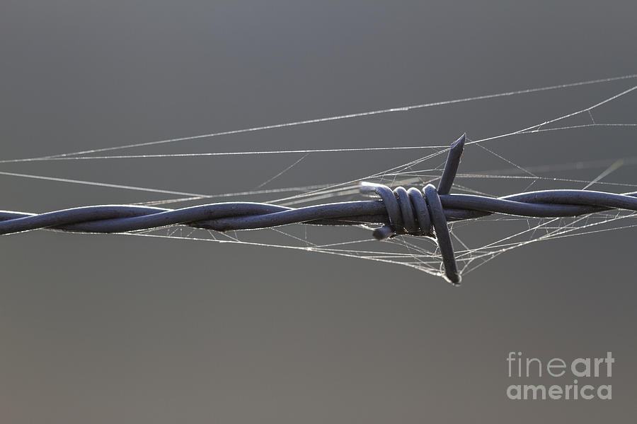 Barbed Wire Bondage Telegraph