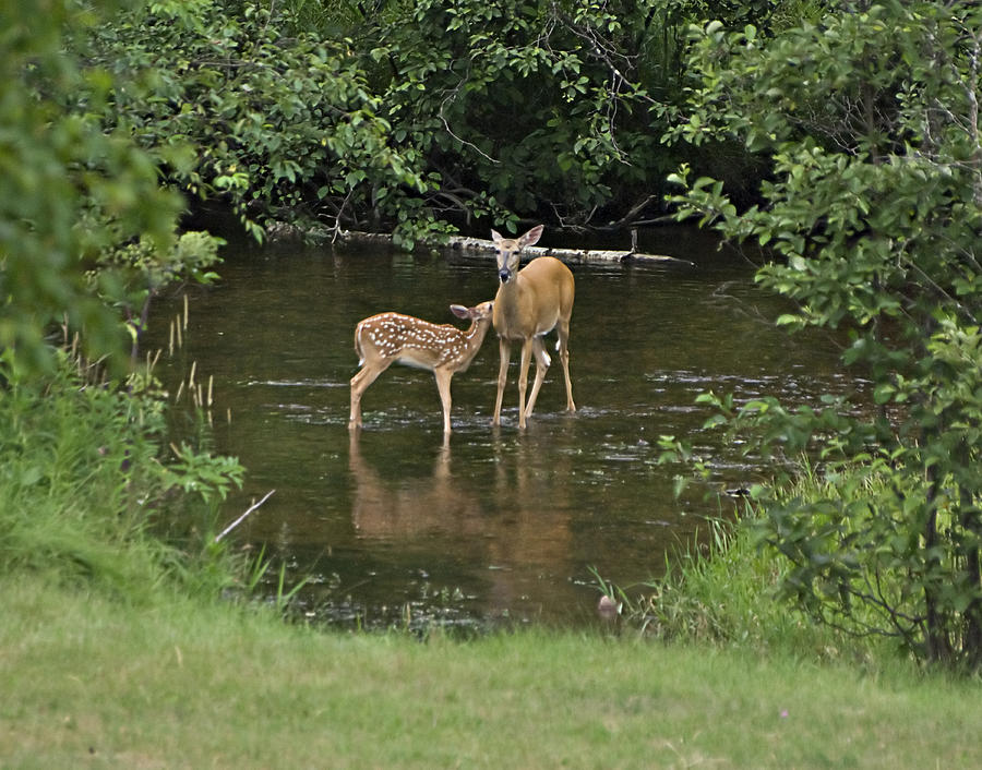 Deer Photograph - Bonding by Judy  Johnson