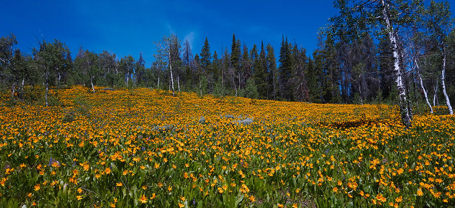 Bondurant Bloom Digital Art by Cory Lamblin - Fine Art America