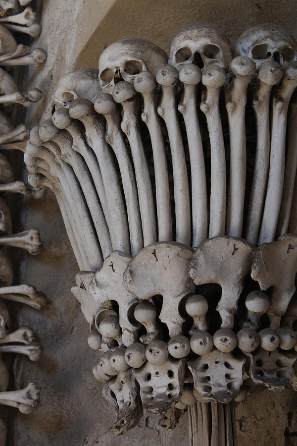Bone Arrangement Photograph