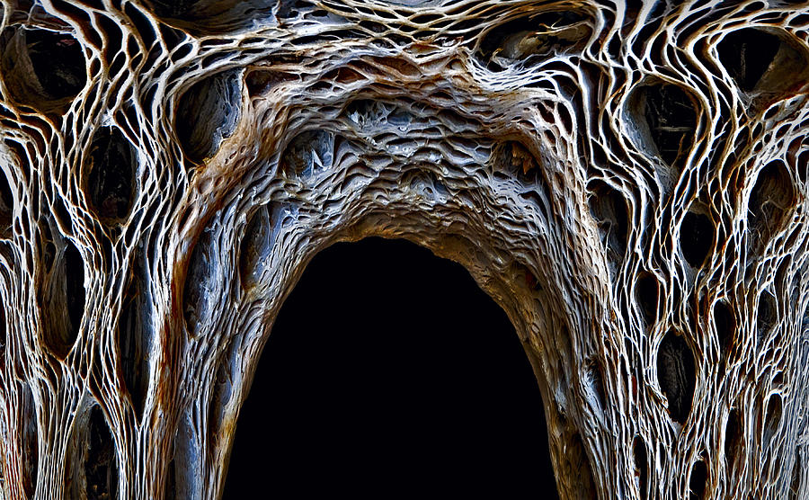 Bone Density Photograph by Murray Bloom