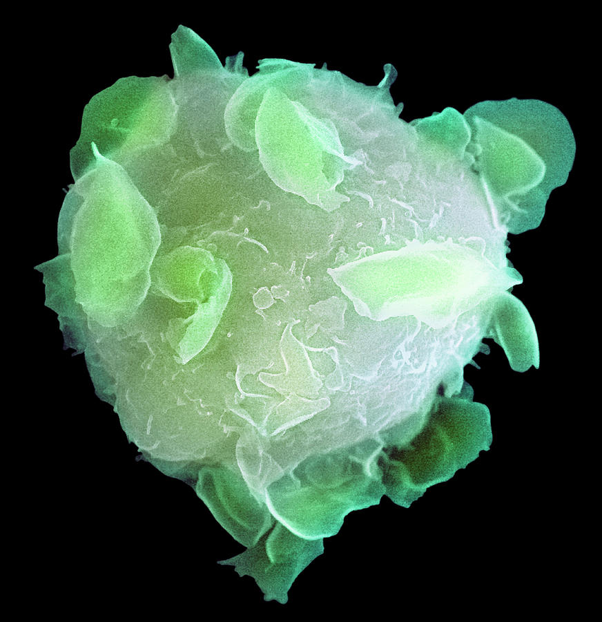Bone Marrow Stem Cell Photograph by 