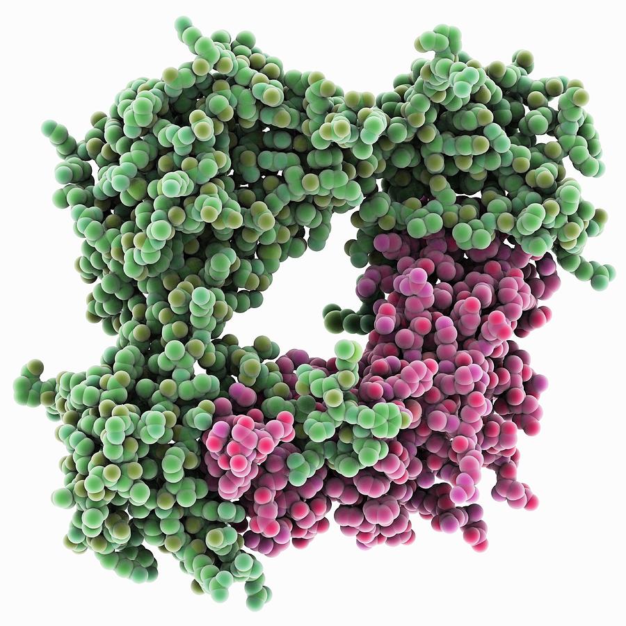 Bone morphogenetic protein complex by Science Photo Library