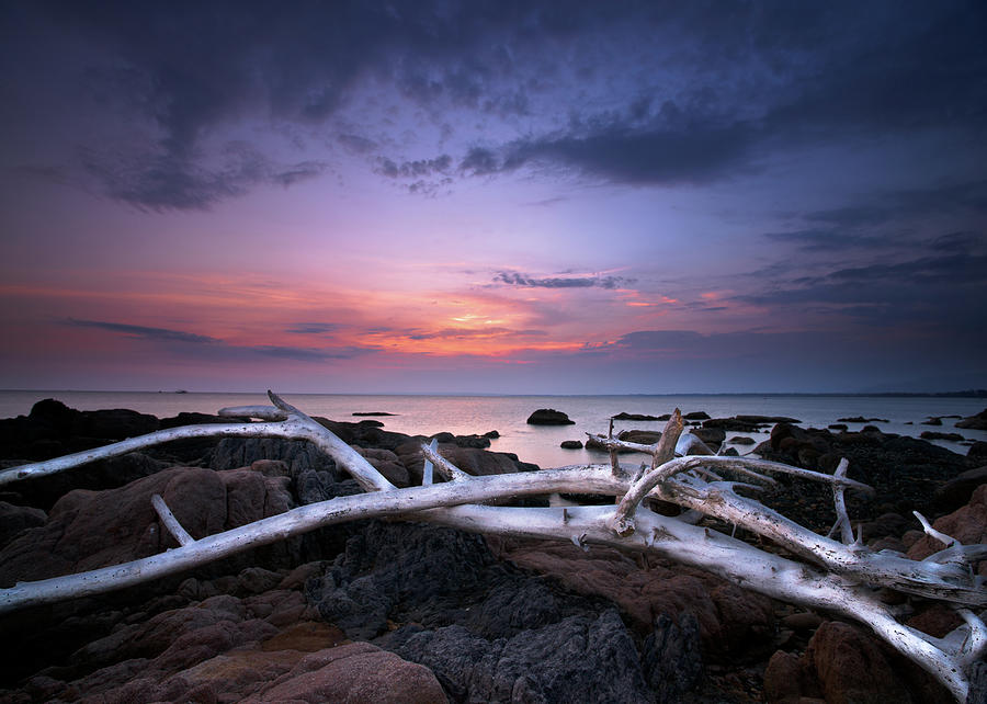 Bone White Driftwood At Sunset Photograph by Andreluu