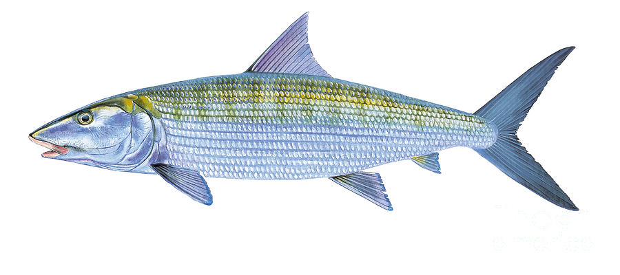 Bonefish Painting by Carey Chen