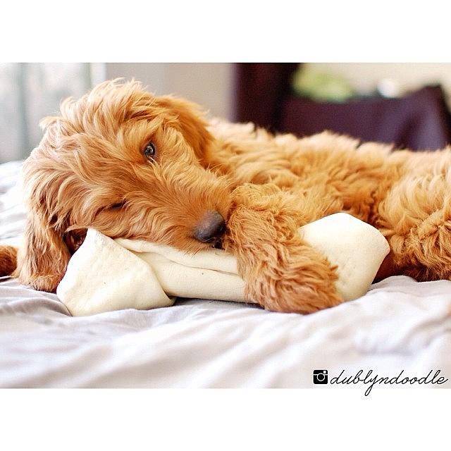 Dog Photograph - Bone...pillow...whats The Difference?! by Dublyn Slobodnik