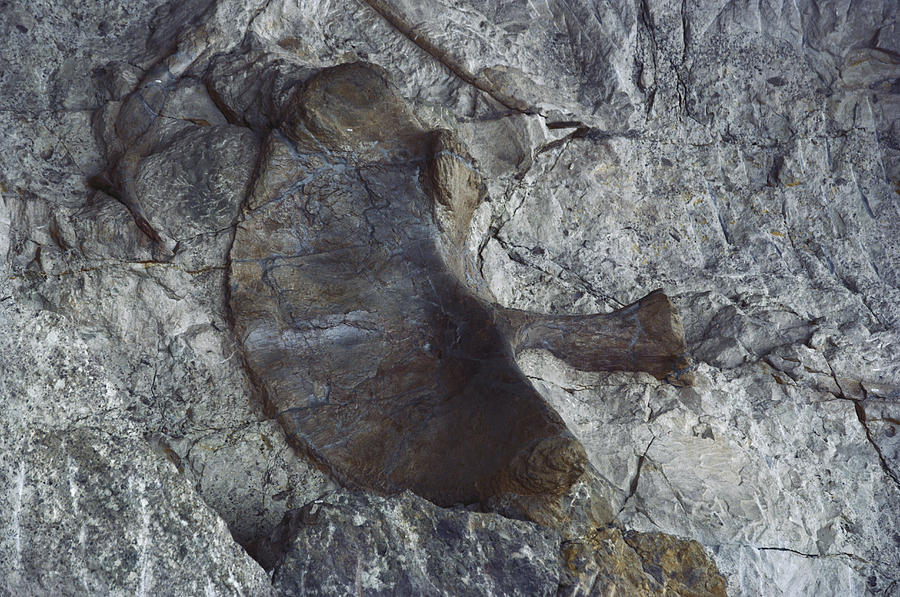 dinosaur national monument wall of bones