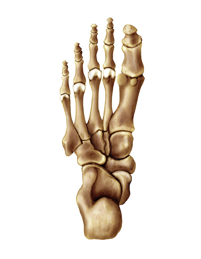 Bones Of The Foot Photograph By Asklepios Medical Atlas Pixels 2581