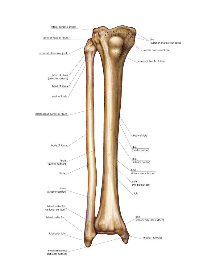 Bones Of The Leg Photograph by Asklepios Medical Atlas | Pixels