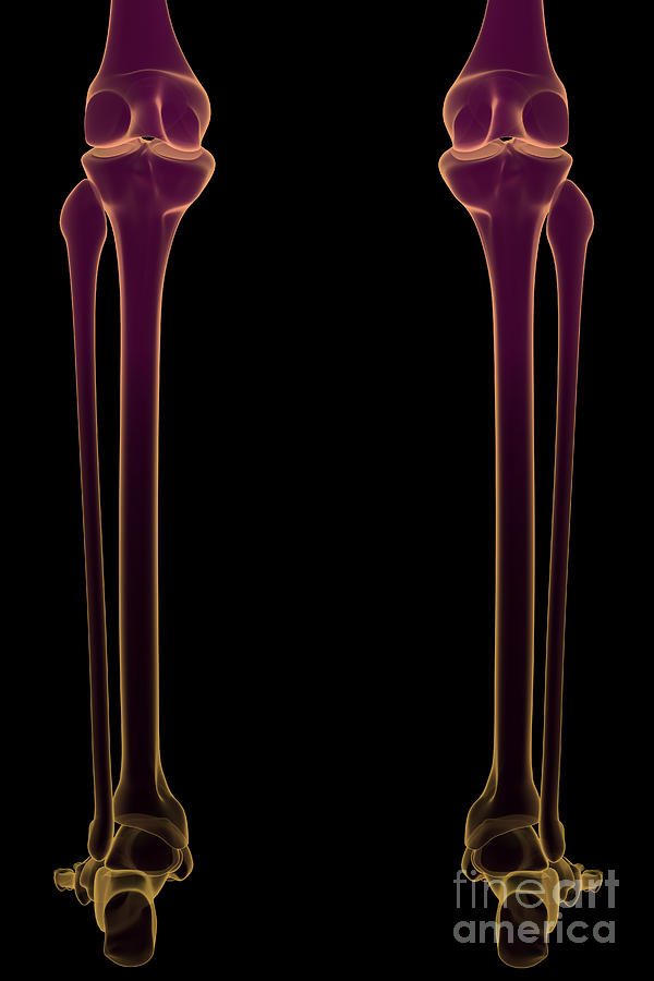 Skeleton Photograph - Bones Of The Lower Legs by Science Picture Co