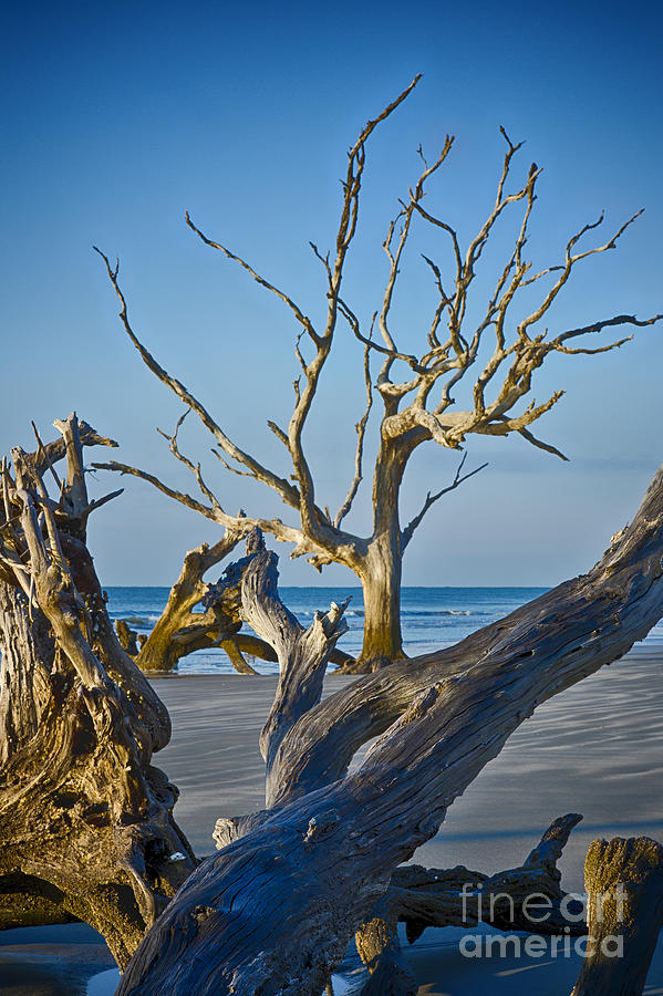 Boneyard Beach 3 Photograph by Carrie Cranwill