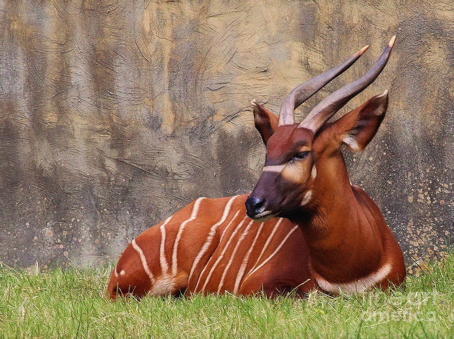 Bongo Antelope Photograph by Judi Bagwell