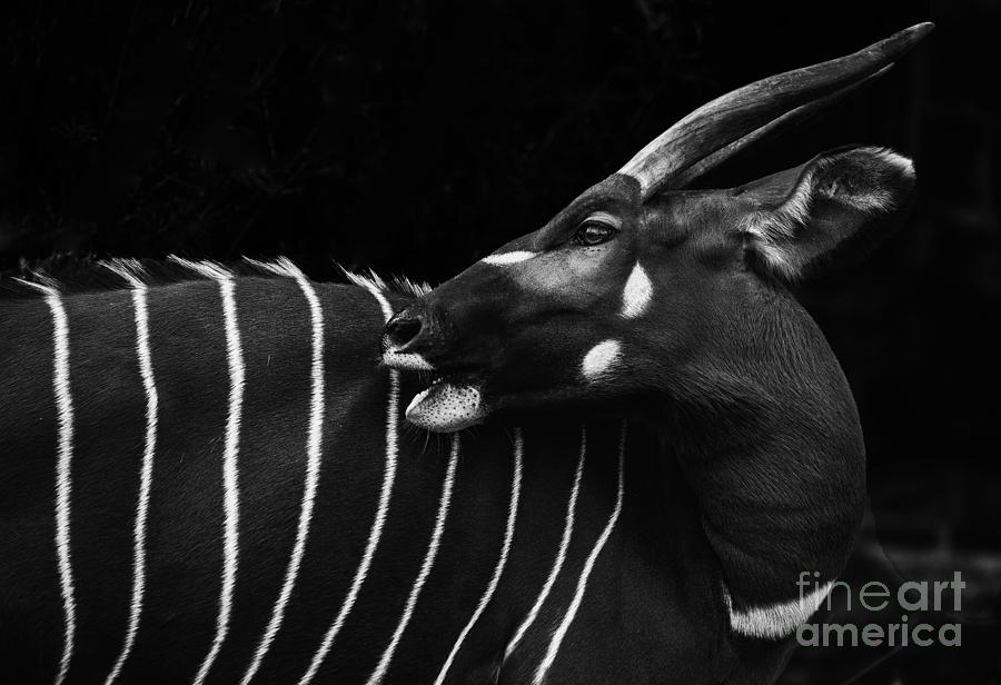 Deer Photograph - Bongo by Sheila Smart Fine Art Photography