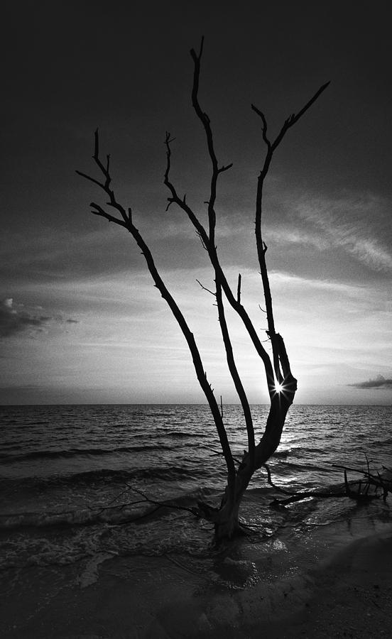Bonita Beach Tree Black And White Photograph by Bradley R Youngberg