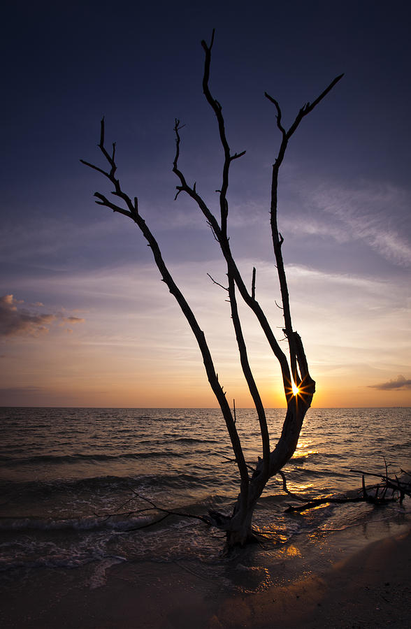 Bonita Beach Tree Photograph