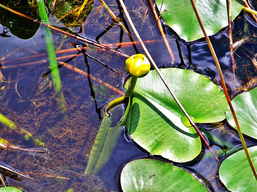 Bonnet In The Glades Photograph