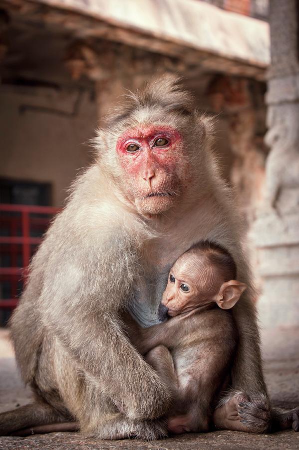 Nature Photograph - Bonnet Macaque And Baby by Paul Williams