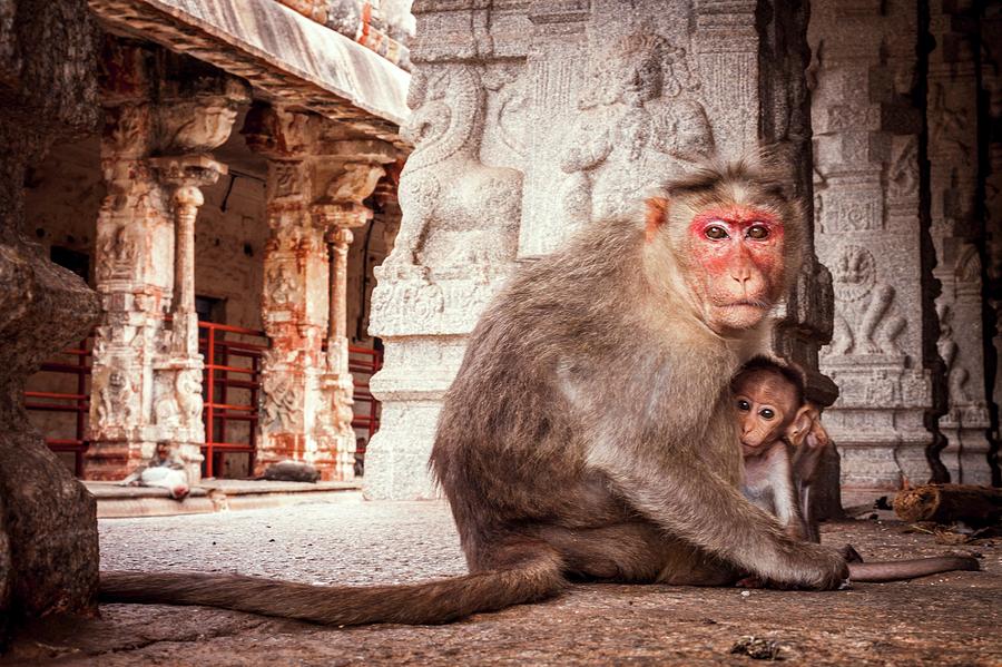 Bonnet Macaque And Young Photograph by Paul Williams