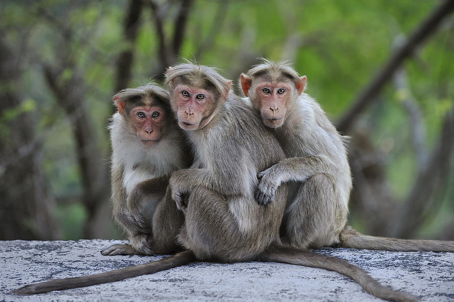 Bonnet Macaque Trio Huddling India Photograph by Thomas Marent