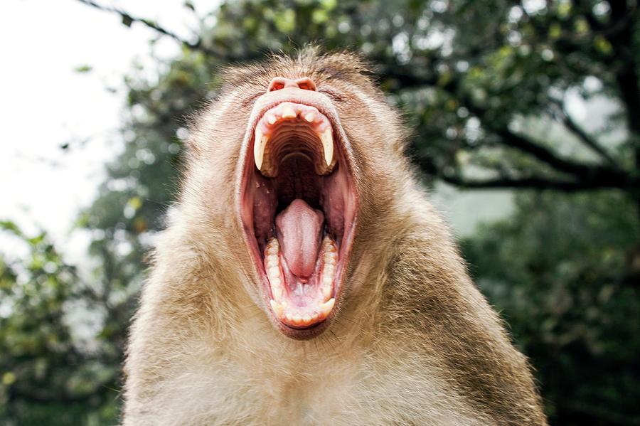 Nature Photograph - Bonnet Macaque Yawning by Paul Williams