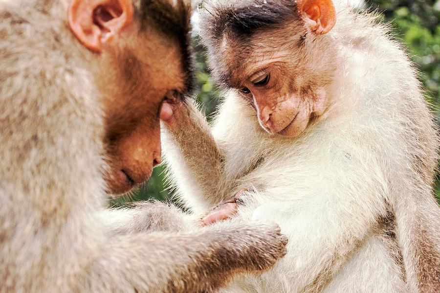 Nature Photograph - Bonnet Macaques by Paul Williams
