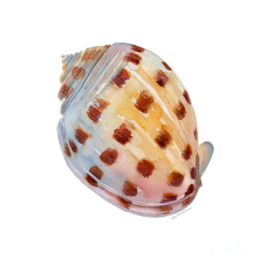 Shell Painting - Bonnet Shell by Amy Kirkpatrick