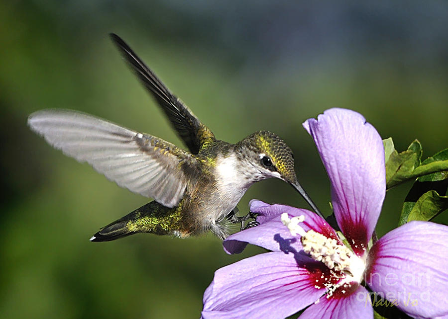 Wings Of A Hummingbird Photograph by Nava Thompson