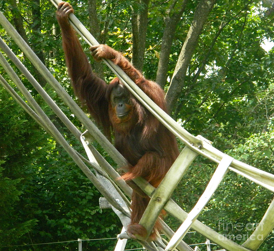 Bonnie The Orangutan Photograph by Emmy Vickers
