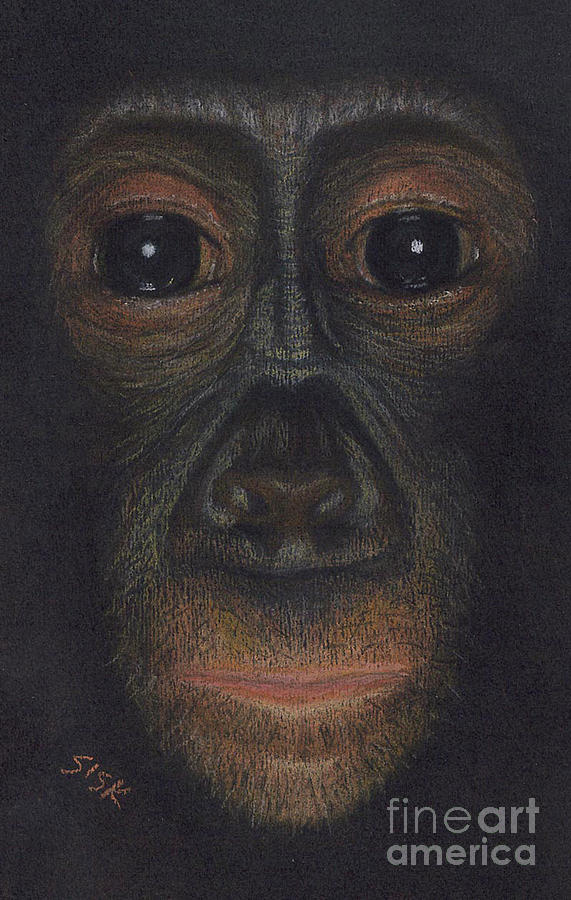 Wildlife Painting - Bonobo #1 by Rebekah Sisk