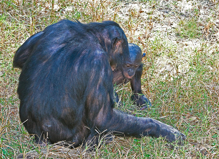 Bonobo Adult And Baby Photograph by Millard H. Sharp