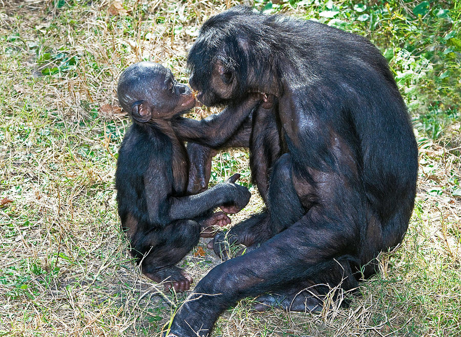 Bonobo Adult Kissing Young Photograph by Millard H. Sharp