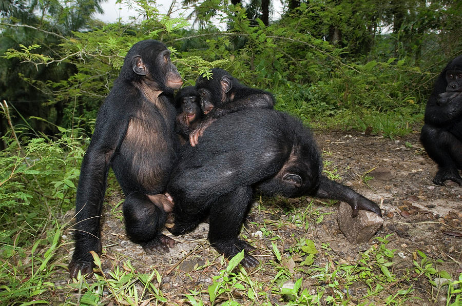 Bonobo Apes Mating Photograph by Tony Camacho/science Photo Library