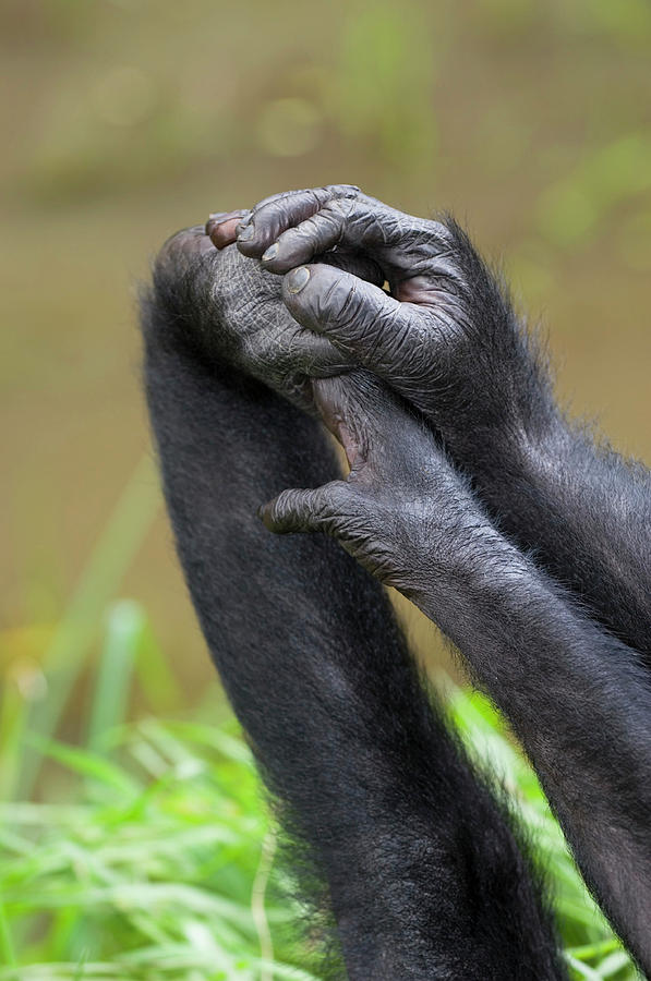 Bonobo Apes Photograph by Tony Camacho/science Photo Library