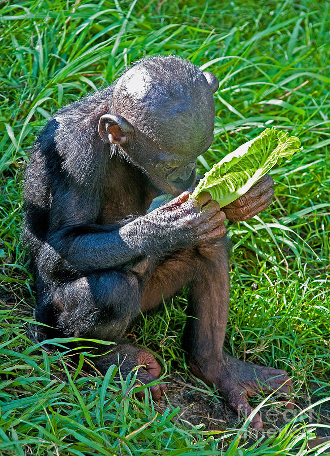 Nature Photograph - Bonobo Baby by Millard H. Sharp