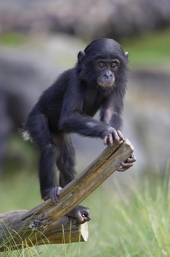 Bonobo Baby On Log Photograph by San Diego Zoo