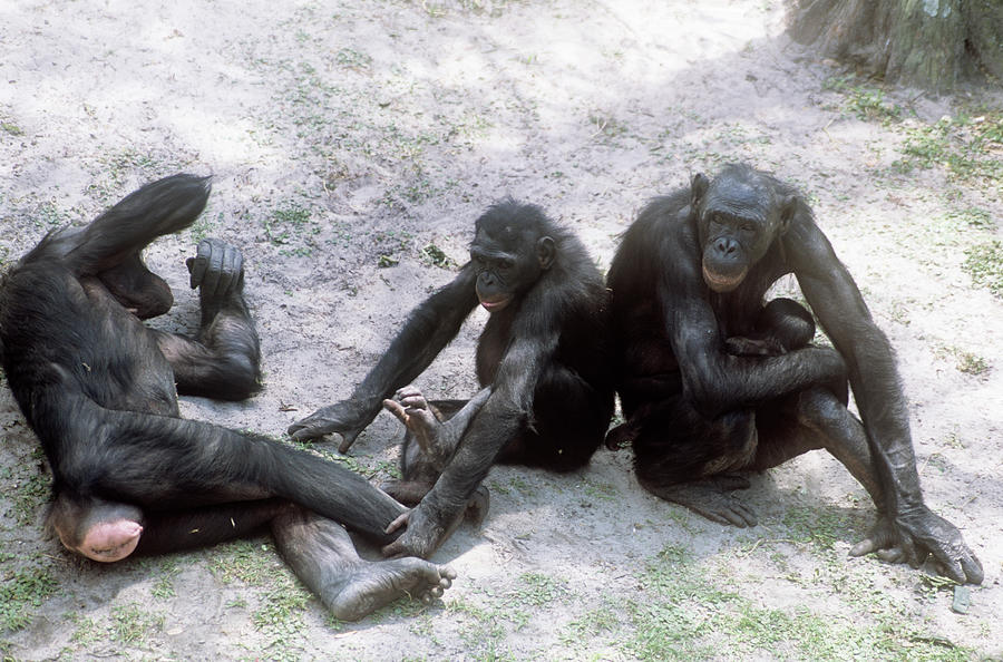 Jacksonville Photograph - Bonobo Chimpanzees by Sally Mccrae Kuyper/science Photo Library