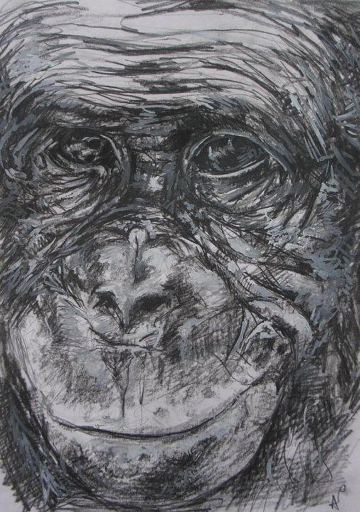 Bonobo Gaze Drawing By Ann Pease - Pixels