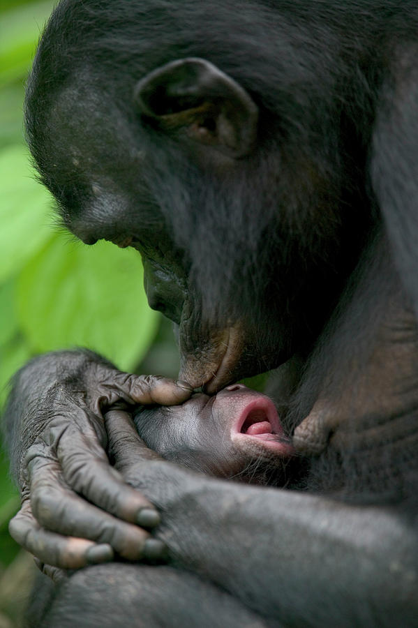 Bonobo Kissing New Newborn Photograph by Cyril Ruoso