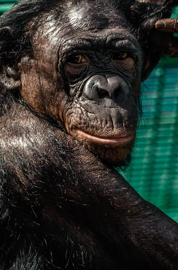 Bonobo Monkey Photograph by Brian Stevens