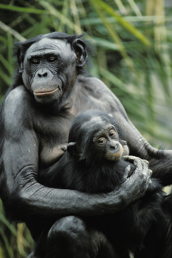 Bonobo Mother And Baby  Native To Africa Photograph by Konrad Wothe