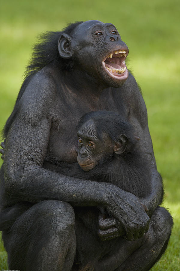 Bonobo Mother And Baby Photograph by San Diego Zoo