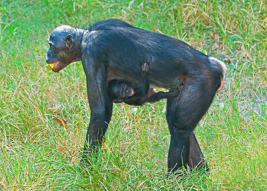Bonobo Mother Carrying Baby Photograph by Millard H. Sharp